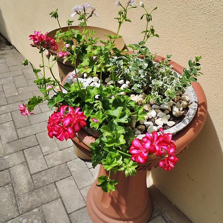 Ferienwohnung Goethe برنكاستيل كويس المظهر الخارجي الصورة